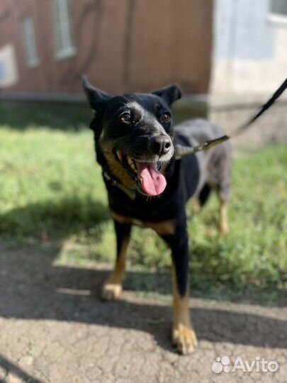 Маленькая собака