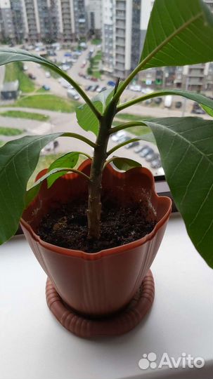 Комнатные цветы