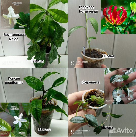 Красивоцветущие