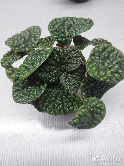 Пеперомия грин бабл