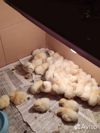 Инкубационное яйцо