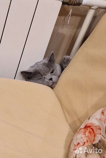 Кошки в добрые руки