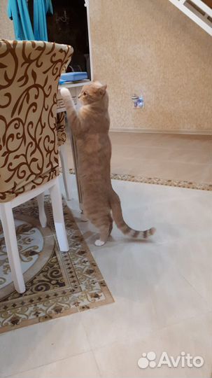 Кошка в дар бесплатно