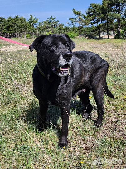 Лабрадор Фреда в добрые руки