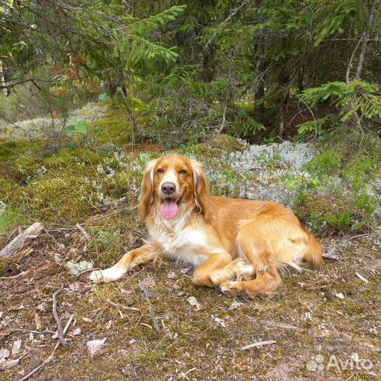 Выгул собак