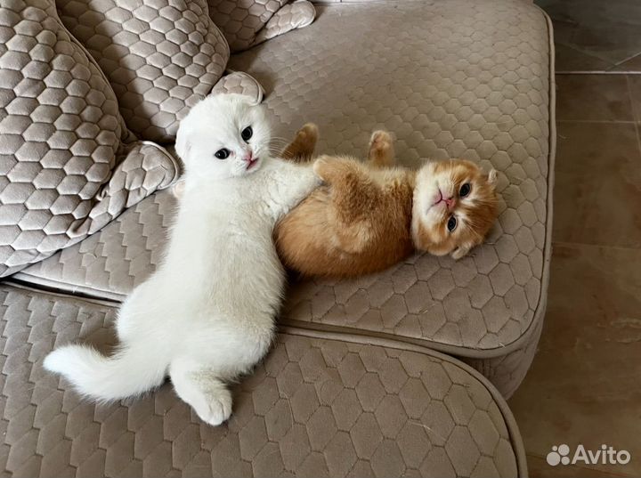Шотландские котята