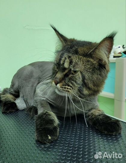 Груминг стрижка собак и кошек Тюмень