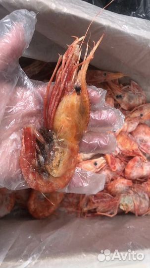 Креветка Ботан