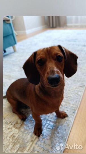 Мальчик такса ищет подружку