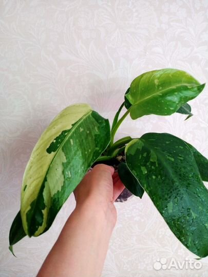 Филодендрон хосе буэно