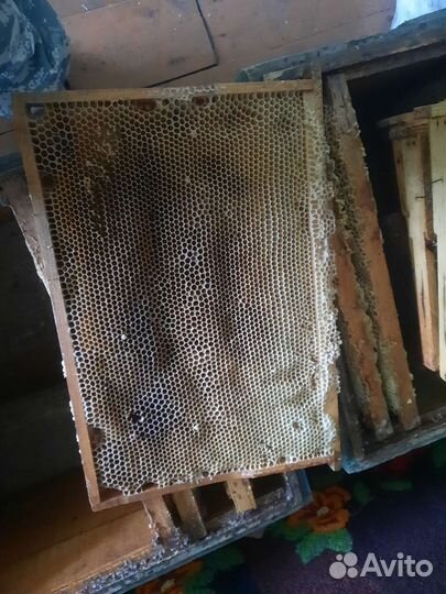 Сушь для пчел