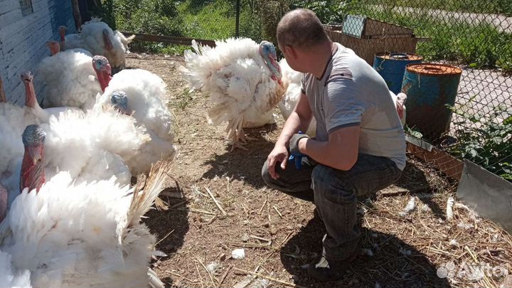 Индюшата