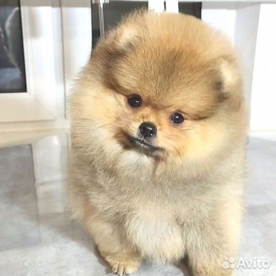 Померанский шпиц