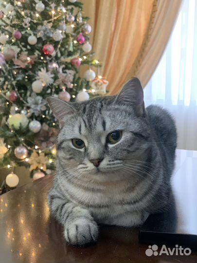 Кот / кошка в аренду (фотосессии, новоселья, игры