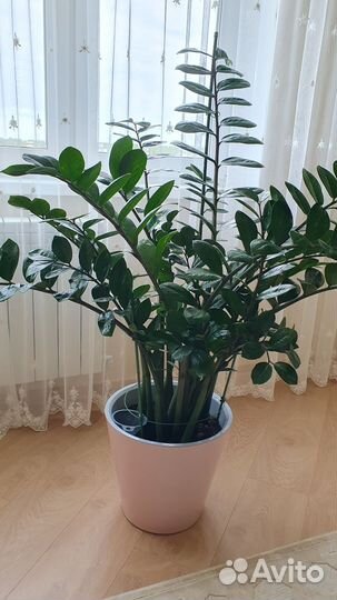 Замиокулькас