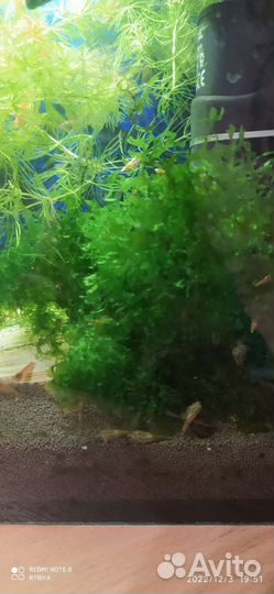 Аквариумные растения, улитки мелании, креветки