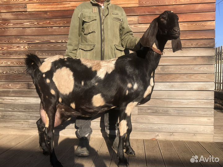 Нубийская 100% покрытая коза и козел