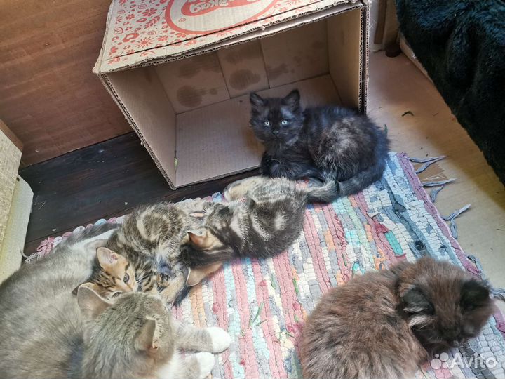 Котята в добрые руки