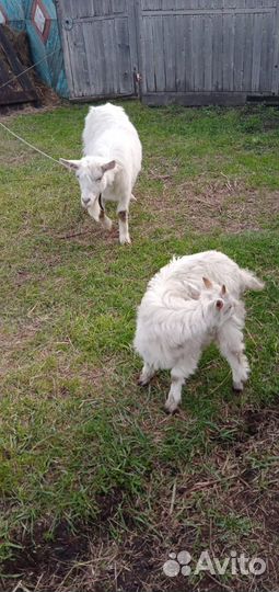 Продаются козы, дойные породистые