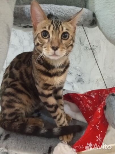 Бенгальский кот вязка