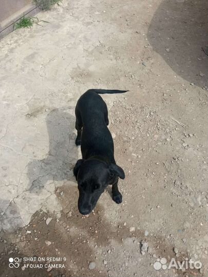 Отдам лабрадора
