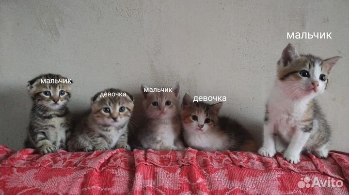 Котята от вислоухой кошки
