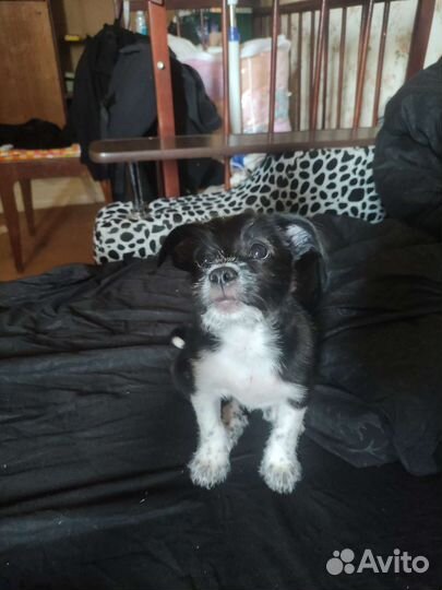 Той-терьер щенки