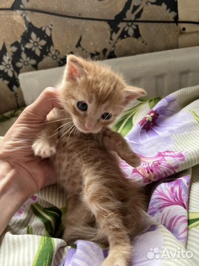 Рыжий котенок мальчик