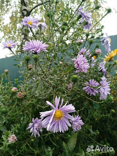 Астра/Хризантема/Ромашка/Гелениум
