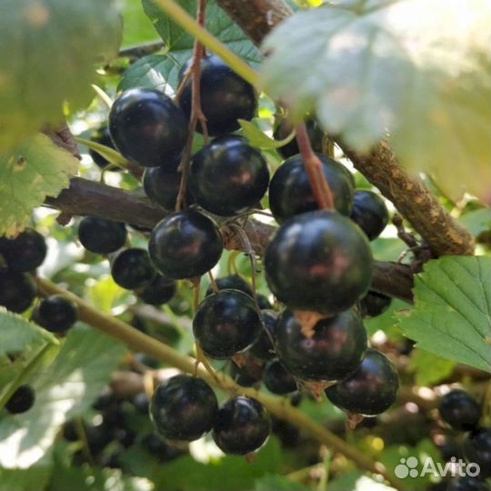 Саженцы черной смородины Экзотика