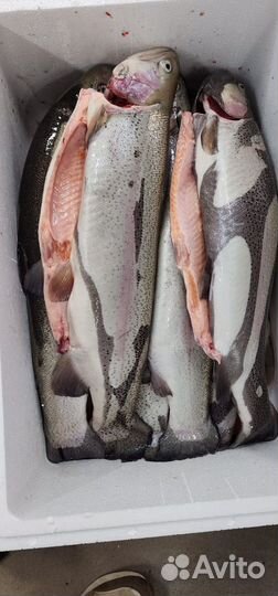 Форель потрошённая