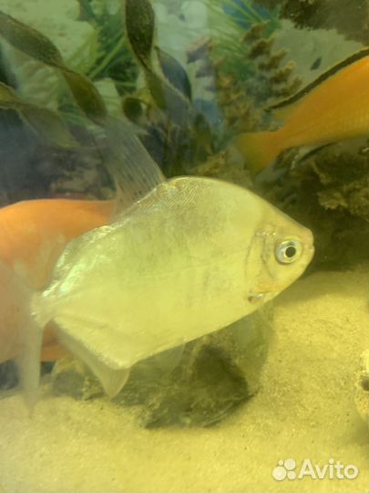 Аквариумные рыбы