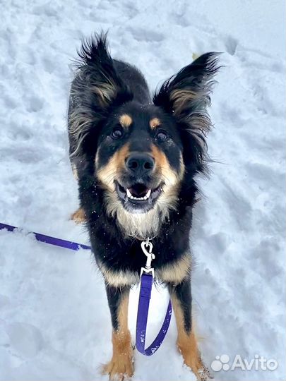 Собака в добрые руки