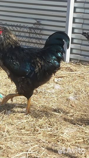 Молодые петухи