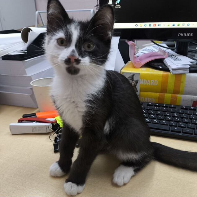 Котёнок в добрые руки