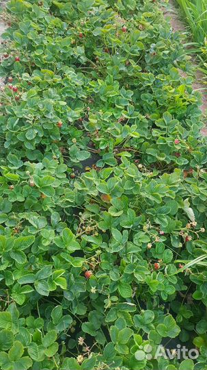 Клубника кустики