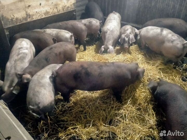 Домашняя свинина