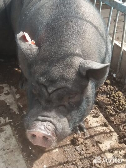 Боров Фунтик