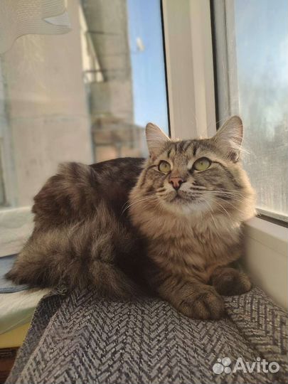 Кошка в дар бесплатно
