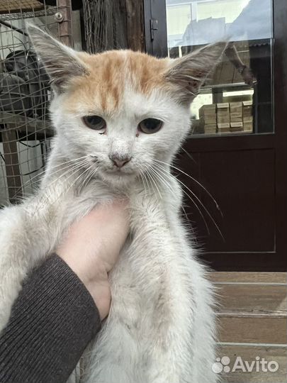 Кошка в дар бесплатно
