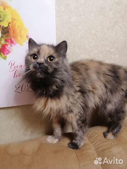 Кошка Маруся