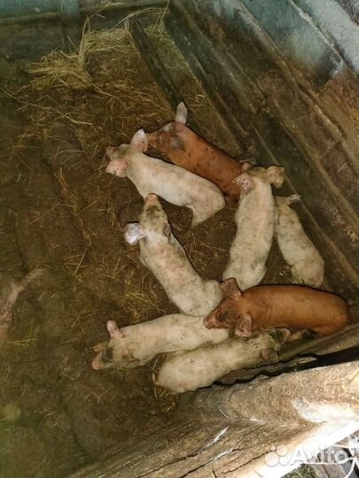 Поросята