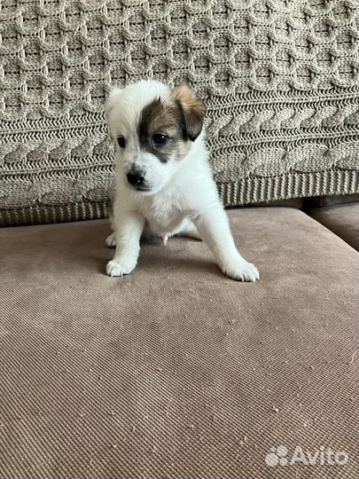 Собака в добрые руки отдам бесплатно