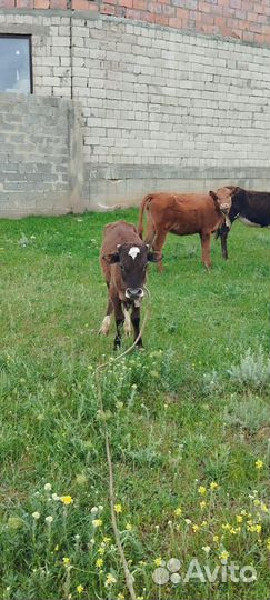 Коровы и телята