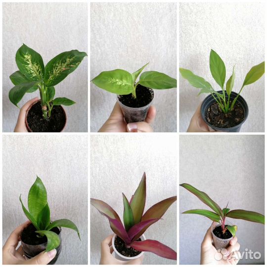 Комнатные растения, комнатные цветы