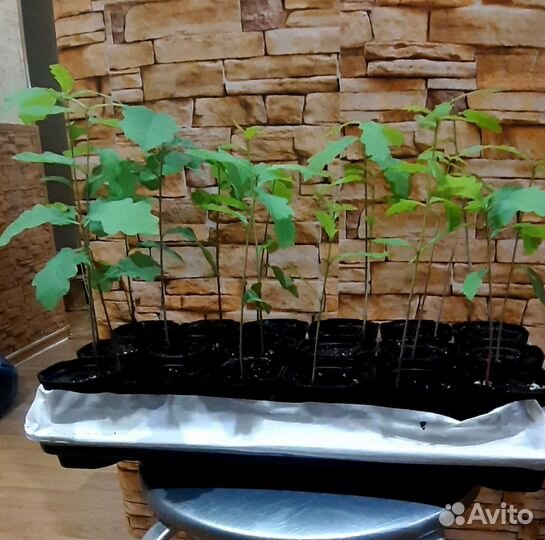 Дубы рассада