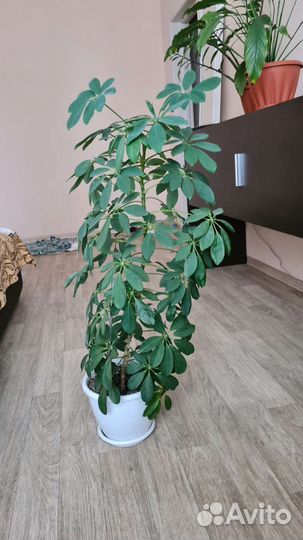 Комнатные цветы