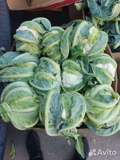 Цветная капуста