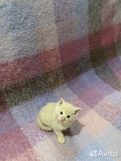 Кошка в дар бесплатно