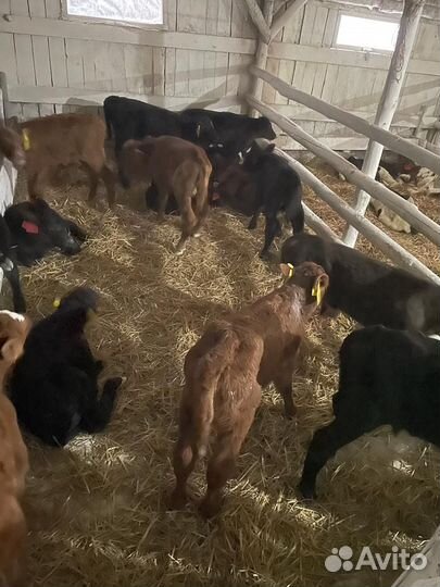 Телята бычки и телки